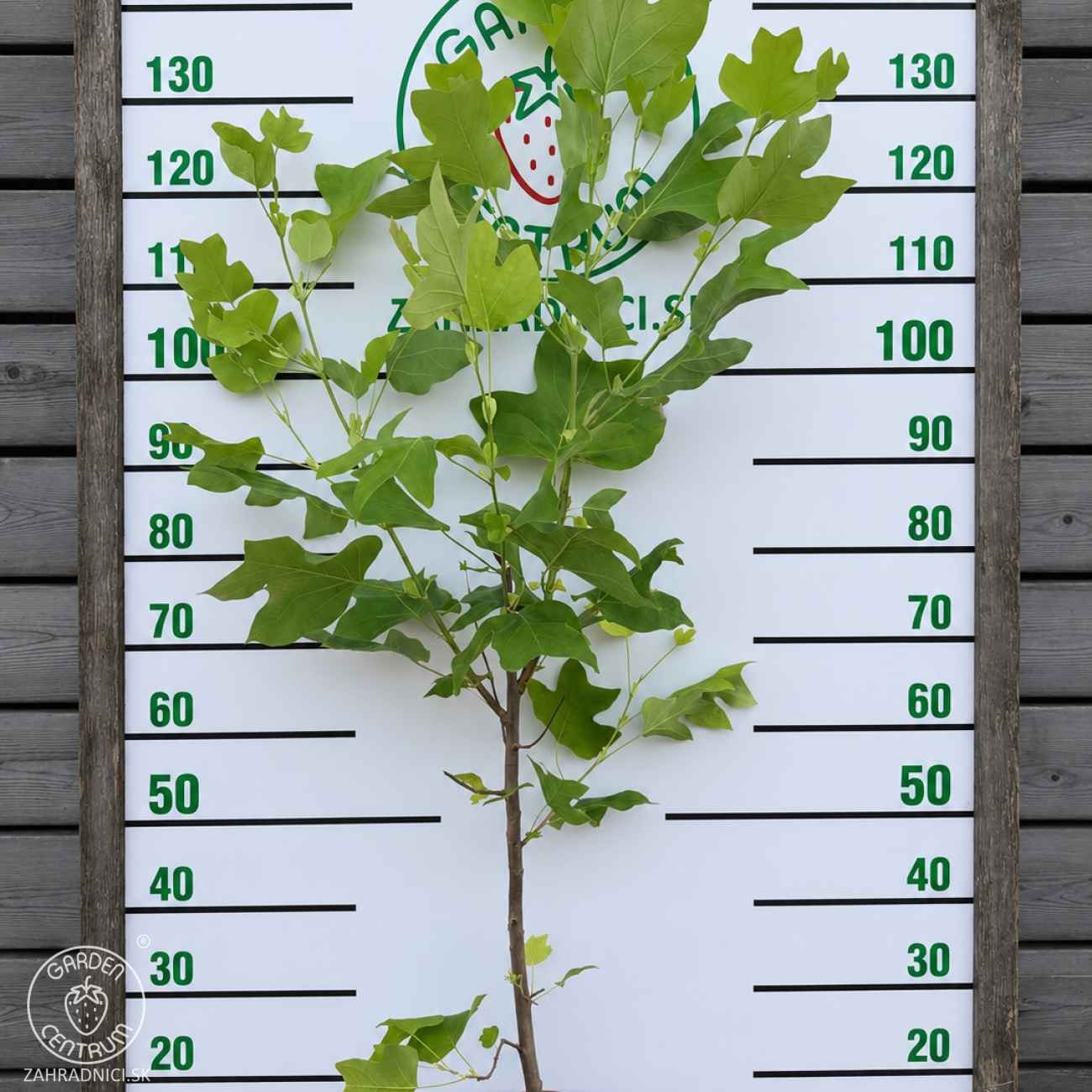 Obrázok Ľaliovník tulipánokvetý (Liriodendron tulipifera) ´TULIPANOVEC´ - výška 130-150 cm, kont. C5L